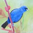Bluebird